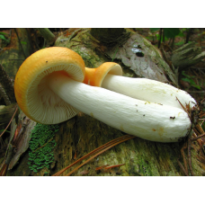 Мицелий Сыроежки золотисто-желтой (Russula lutea)